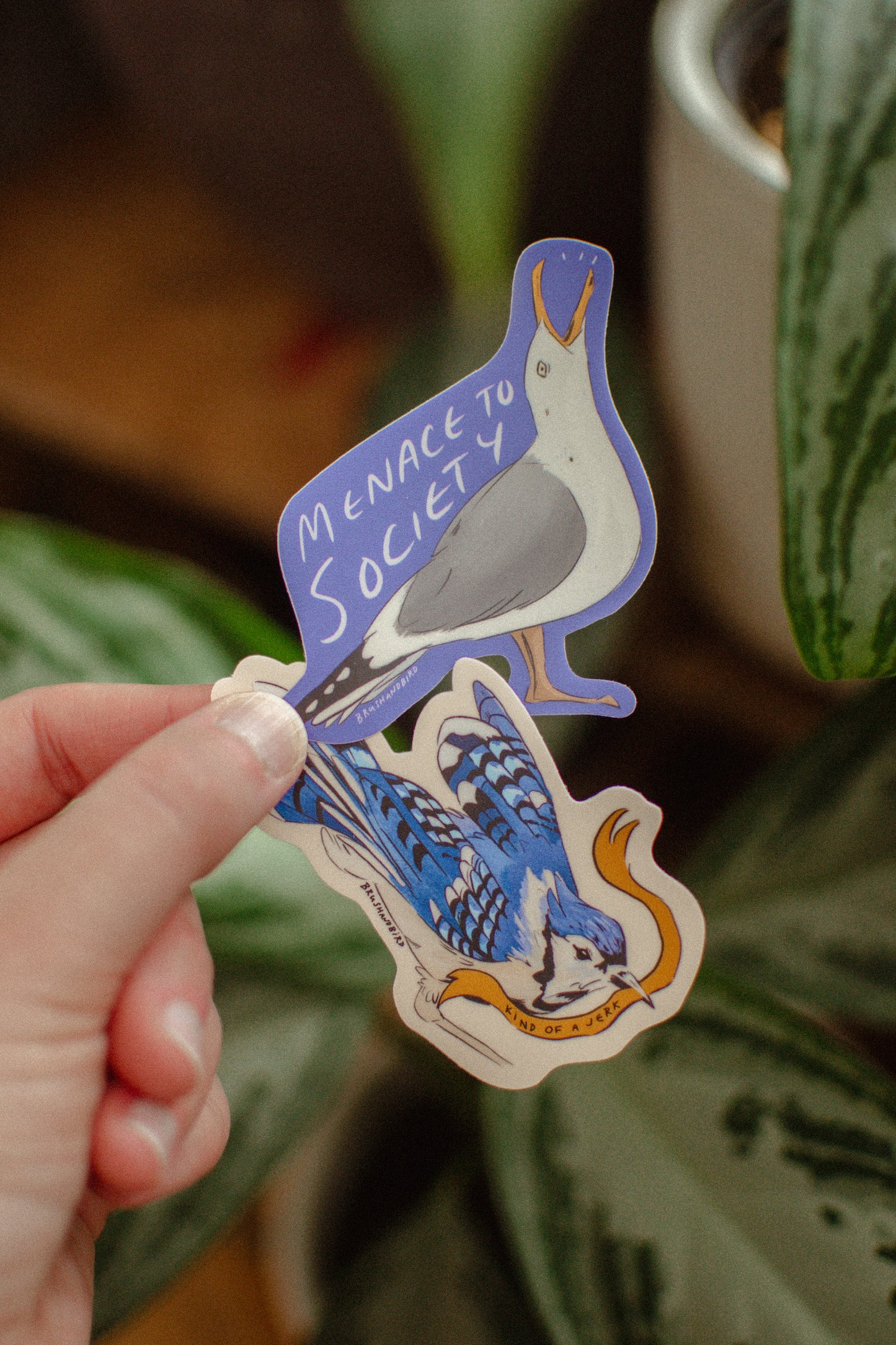 Blue Jay Sticker | Kind of a Jerk Bird Vinyl Sticker