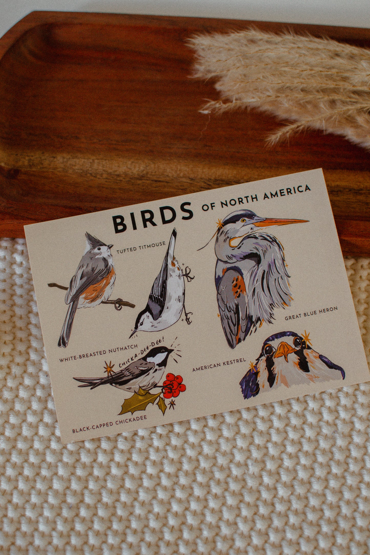 Bird Postcard | Birds of North America 5x7 Design