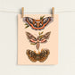 North American Moths Art Print | 8" x 10" Nature Illustration