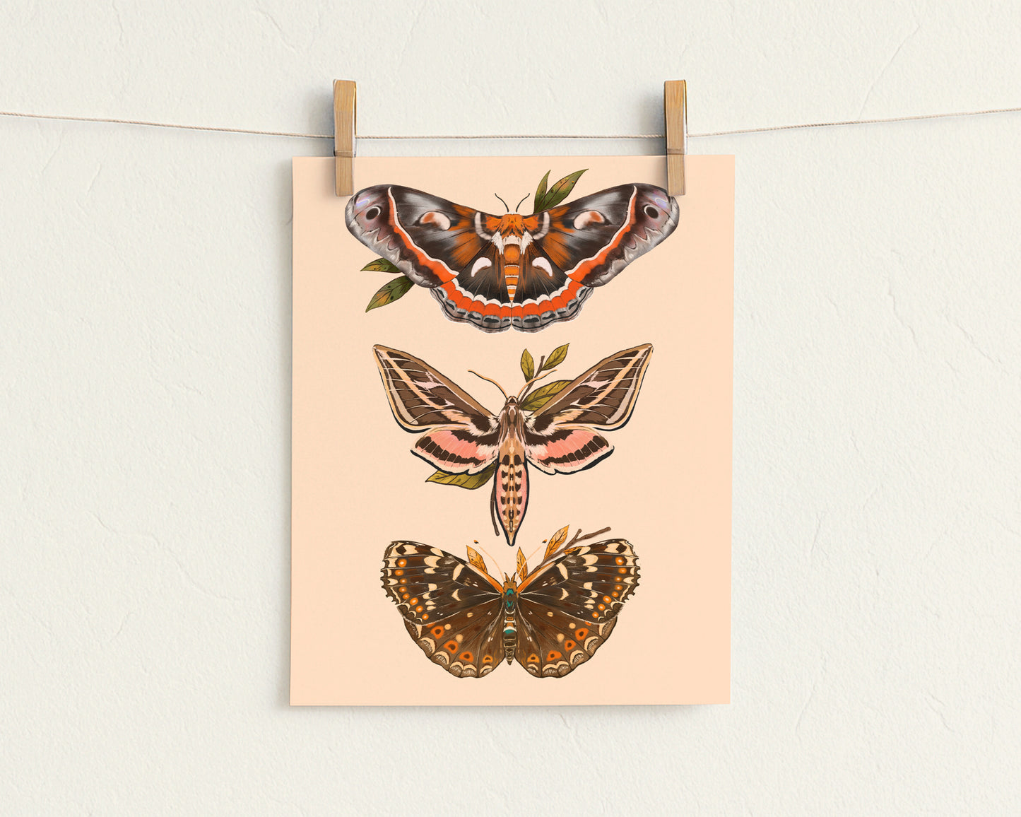 North American Moths Art Print | 8" x 10" Nature Illustration