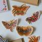 North American Moths Sticker Pack | Set of 4 Waterproof Vinyl Stickers