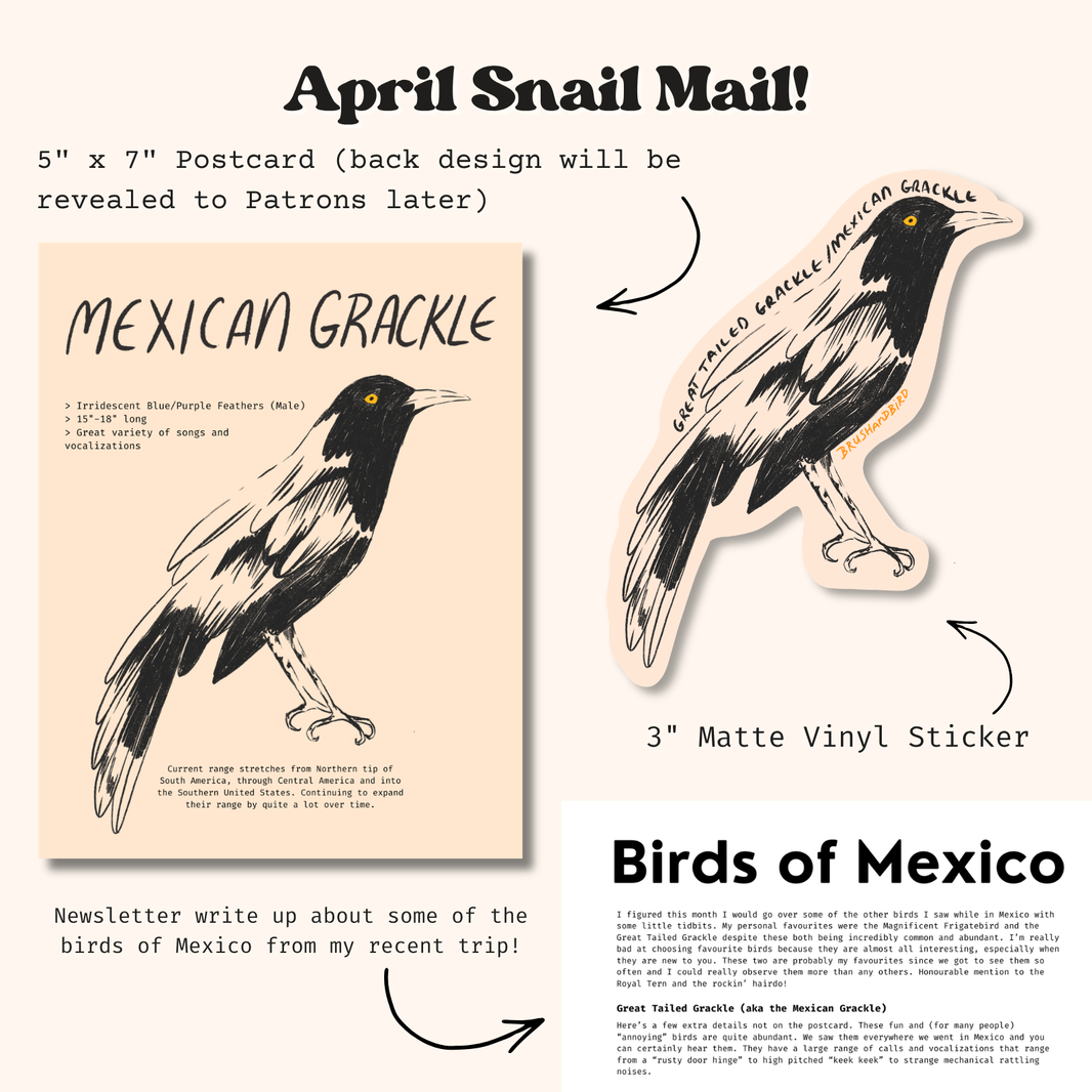 Postage Service Snail Mail | Previous Editions – Brush and Bird