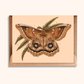Polyphemus Moth Greeting Card | Blank Nature Card
