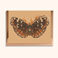 Field Crescent Moth Greeting Card | Nature Lover Card