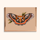 Cecropia Moth Greeting Card | Blank Nature Illustration Card