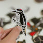 Hairy Woodpecker Vinyl Sticker – Gift for Bird Lovers