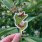 Monarch Butterfly and Milkweed Sticker | Pollinator Waterproof Vinyl Sticker