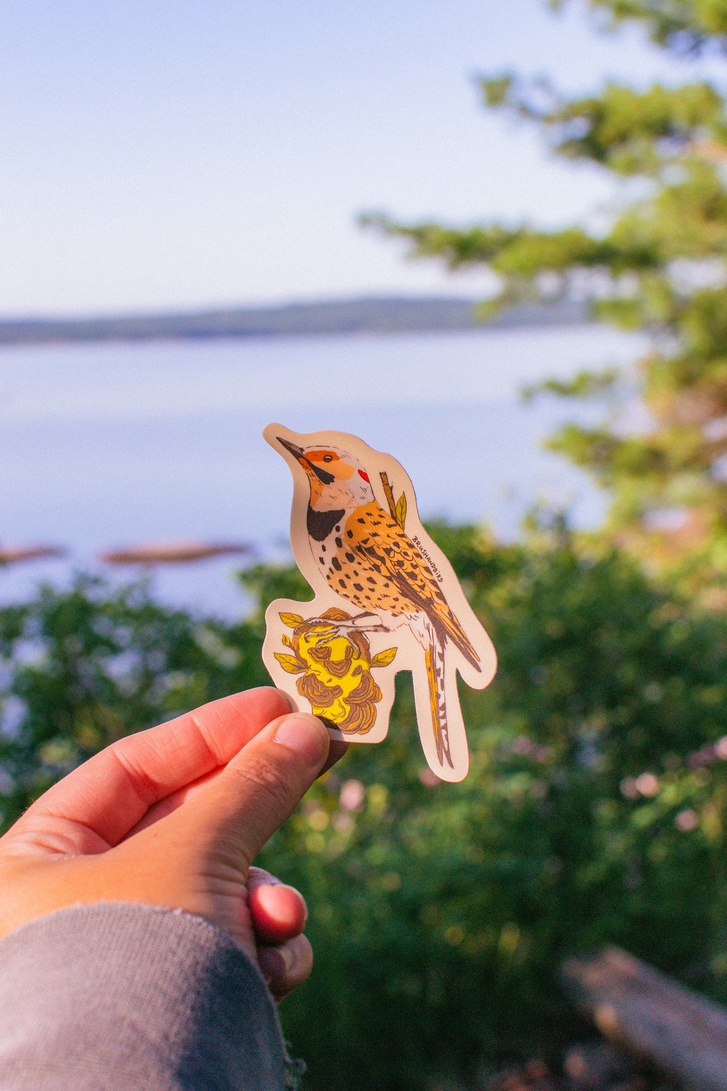 Northern Flicker Sticker | Woodpecker Illustration Vinyl Decal