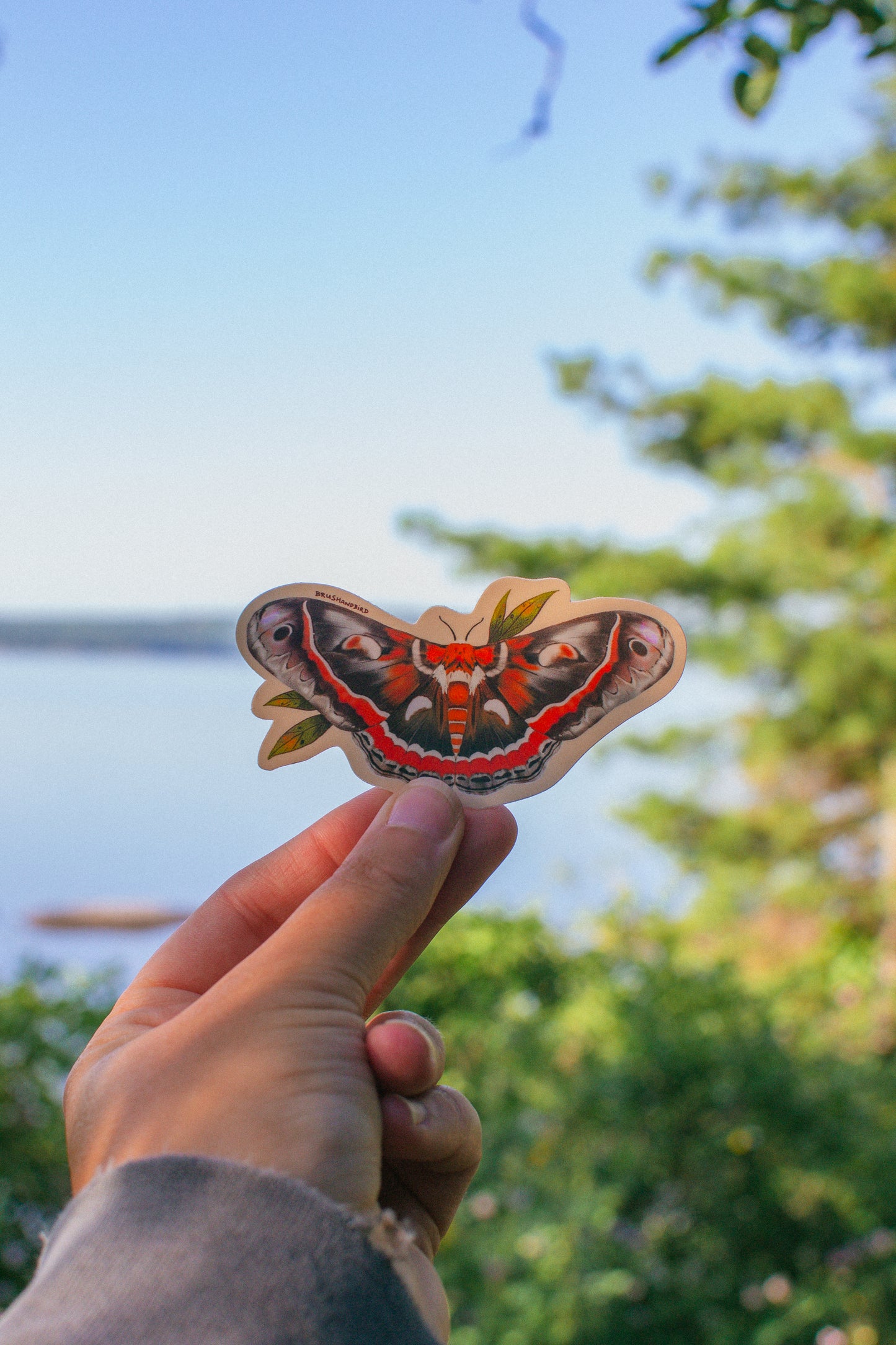 Cecropia Moth Vinyl Sticker | Nature Lover Gift