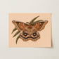 Polyphemus Moth Art Print | 8" x 10" Nature Illustration