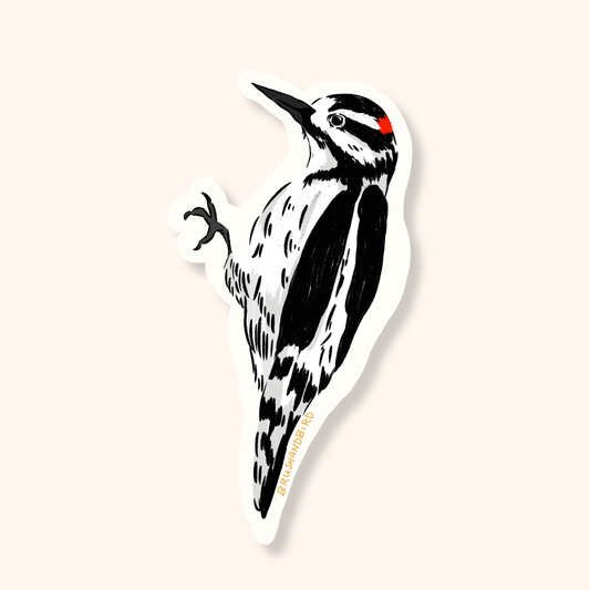 Hairy Woodpecker Vinyl Sticker – Gift for Bird Lovers