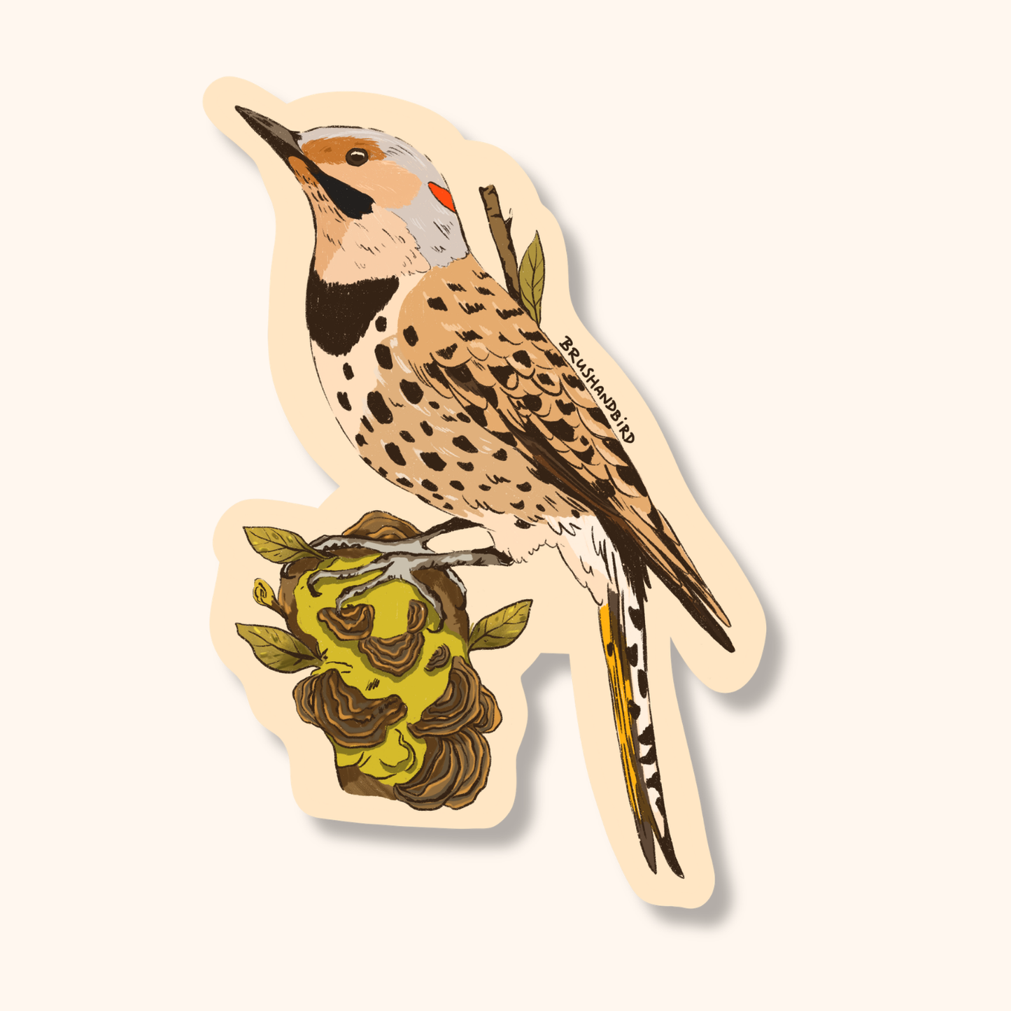 Northern Flicker Sticker | Woodpecker Illustration Vinyl Decal
