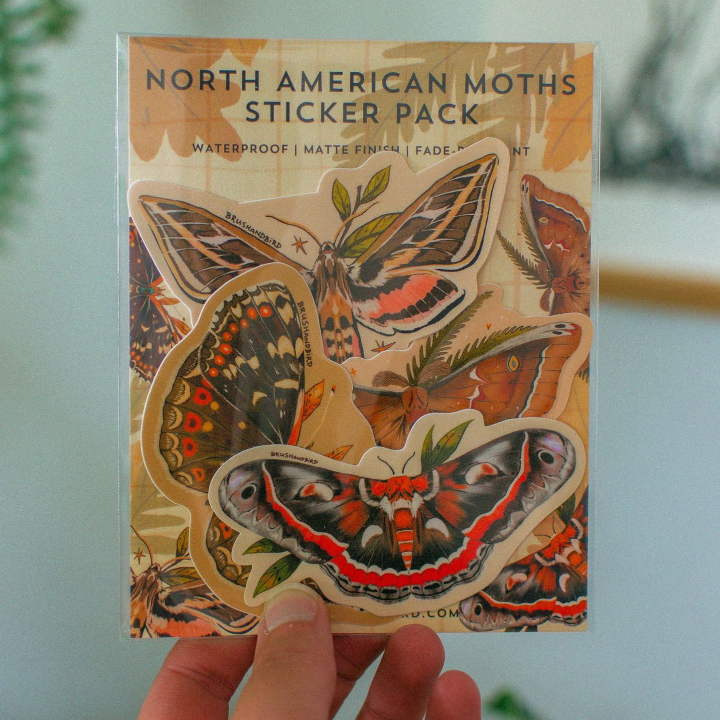 North American Moths Sticker Pack | Set of 4 Waterproof Vinyl Stickers